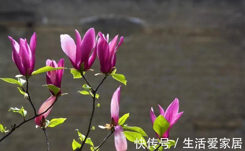 玫瑰花|6种漂亮花，又香又好吃，美食之花，你养过几种？