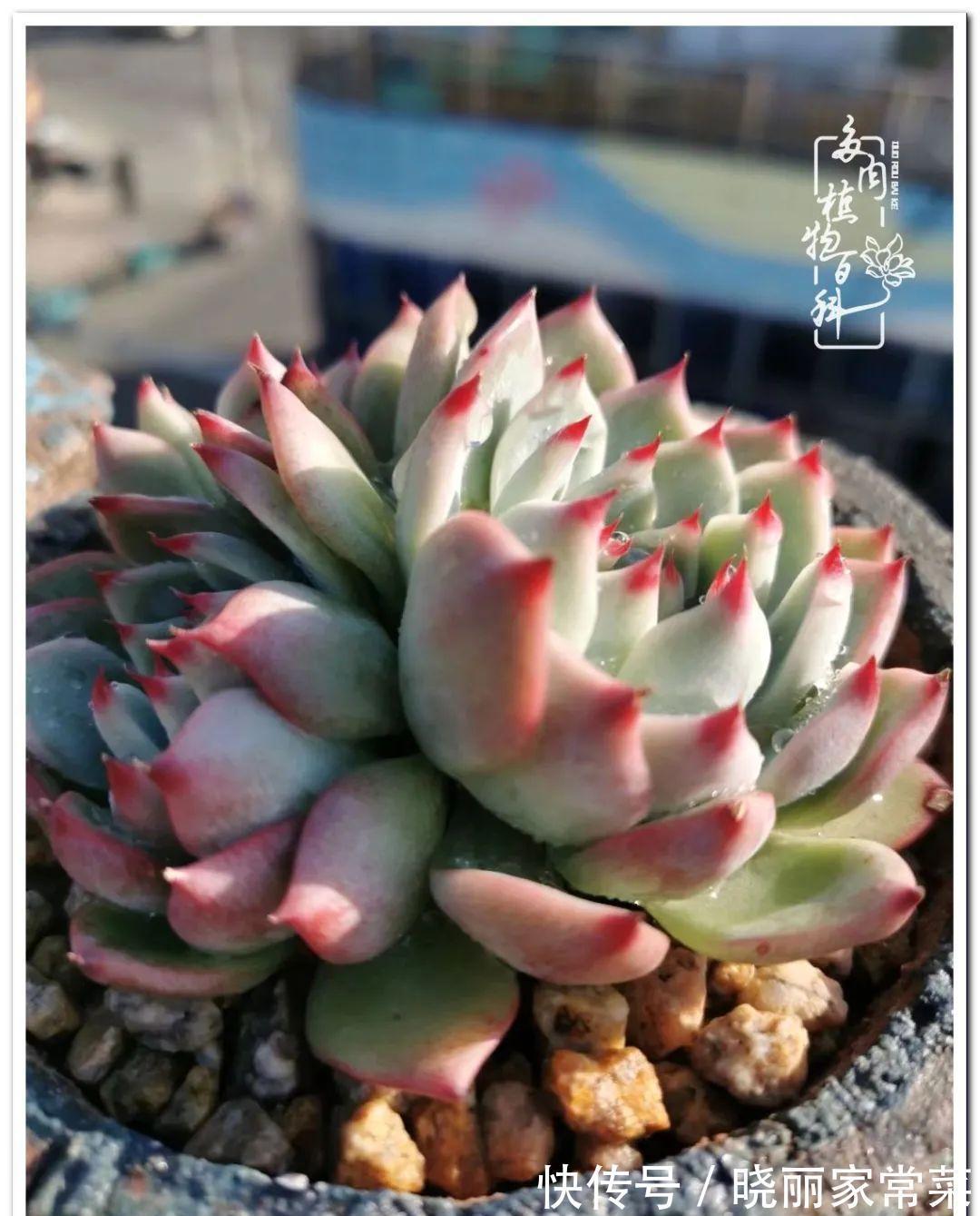 百科|多肉之路,让我沉醉,浮世三千,有肉就欢!