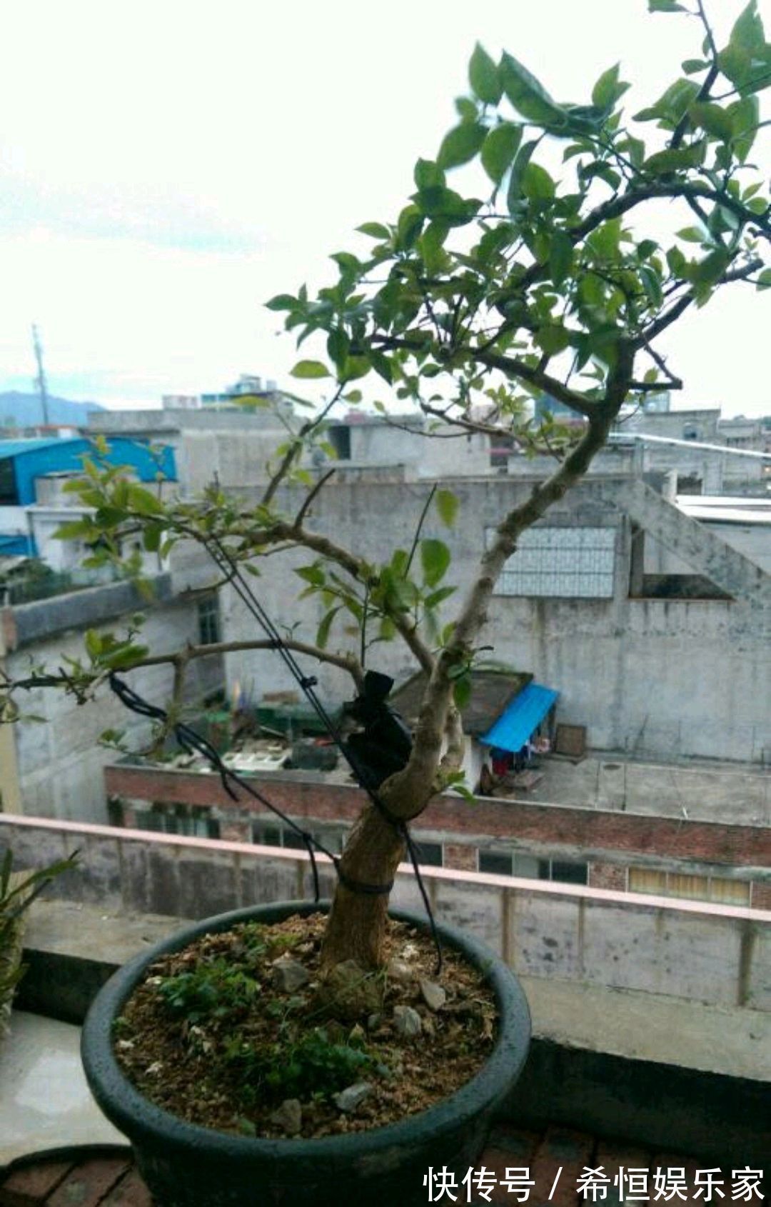 只要狠心,没有改造不了的三角梅盆景,看到效果图后太喜欢