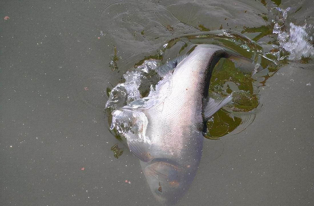 五至八度的冬天,到底还能不能钓到鲢鳙