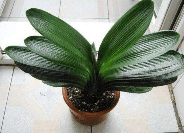 君子兰换盆换土的几个要诀，服盆快，长势好，不烂根