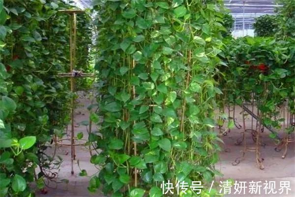 天冷后，吊兰、绿萝埋3种免费东西，再冷也能长成绿窗帘