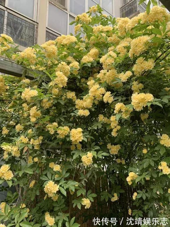 木香|月季养成树,开花一团团,轻松开成大花球,阳台也能养得好!