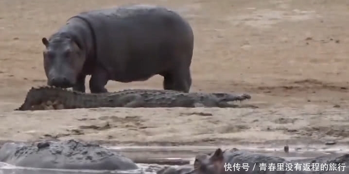 鳄鱼被河马疯狂欺负,从水里赶到岸上,下