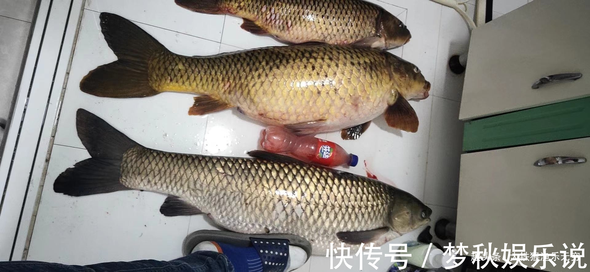 攻略|野钓大鲤鱼全攻略,学会此钓法后,大鲤鱼排队咬钩