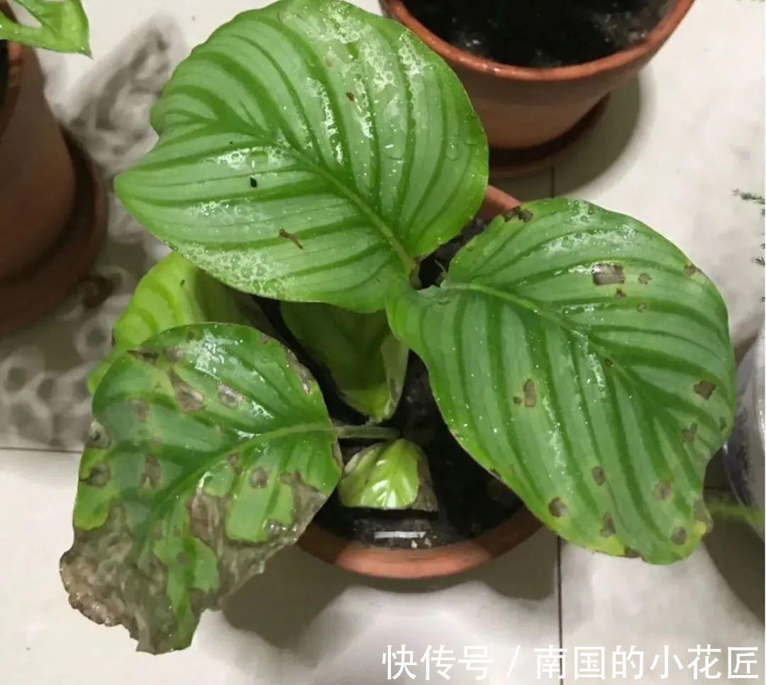 叶片|夏天怕晒的花,赶紧搬到阴凉地儿,再晒成枯杆了