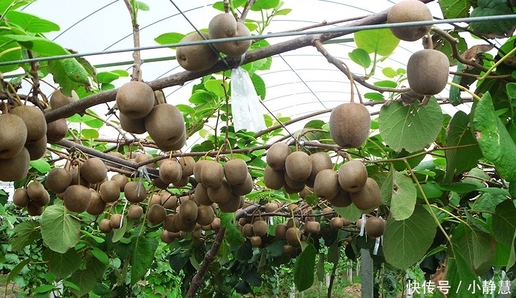 种花草|家中有院子,别傻傻的还种花草,快种上几样果树,想吃就摘