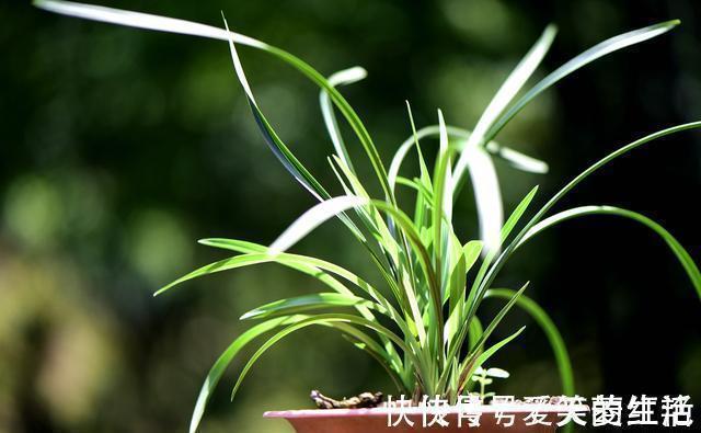 兰花弱苗复壮,仅仅是施肥吗?主要的技巧有这几点