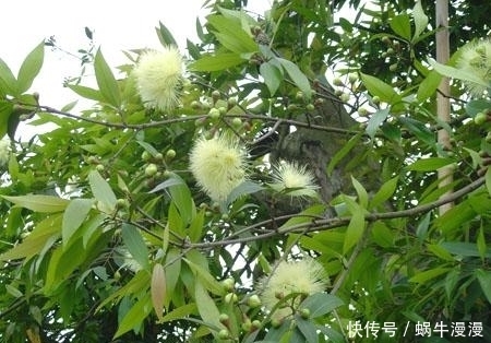 越来越|农村最常见的野果,每天吃几个,咳嗽好了,脾胃也越来越好