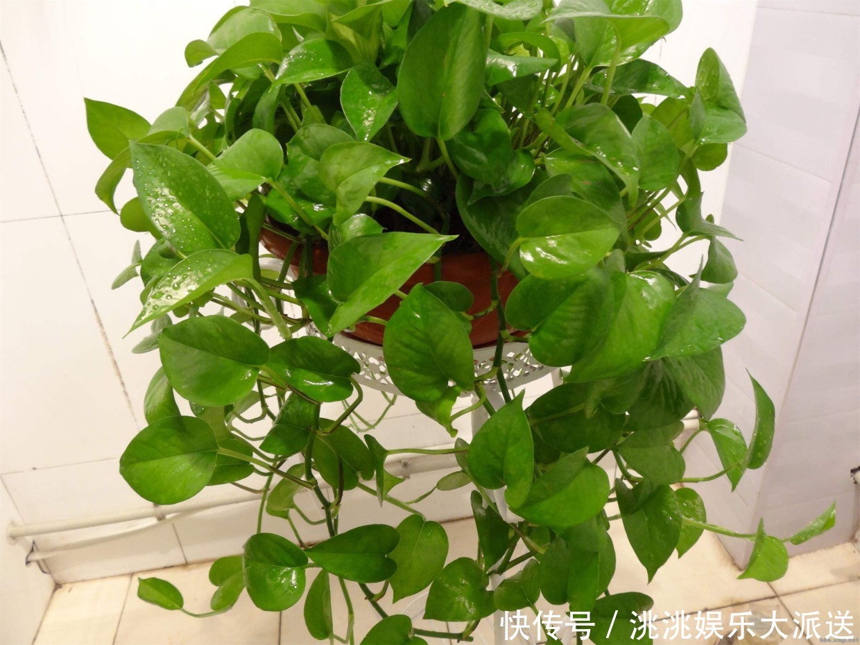 叶子|绿萝一到夏天就发黄抓紧修剪,还能重新长叶子!