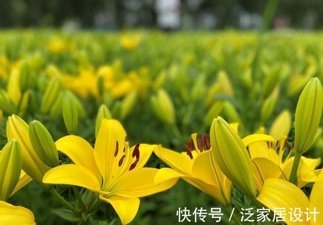 纯洁|沈阳沈水湾公园：最美最仙百合花