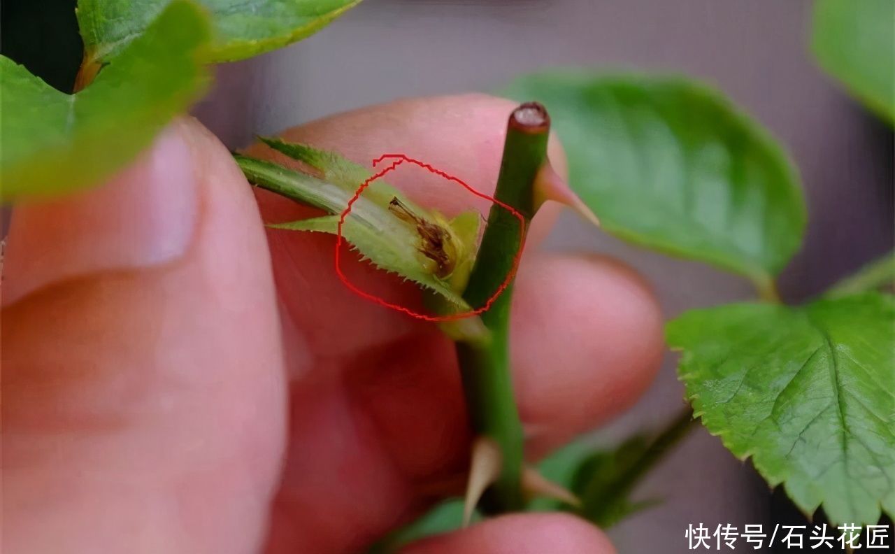 春天月季“没吃饱”，就会长出3种枝条，发现了要早点处理