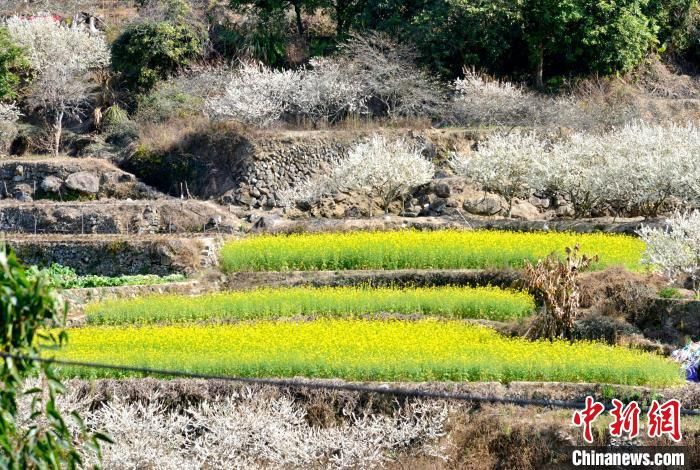 福建泉港：迎春有“李” 致富花开