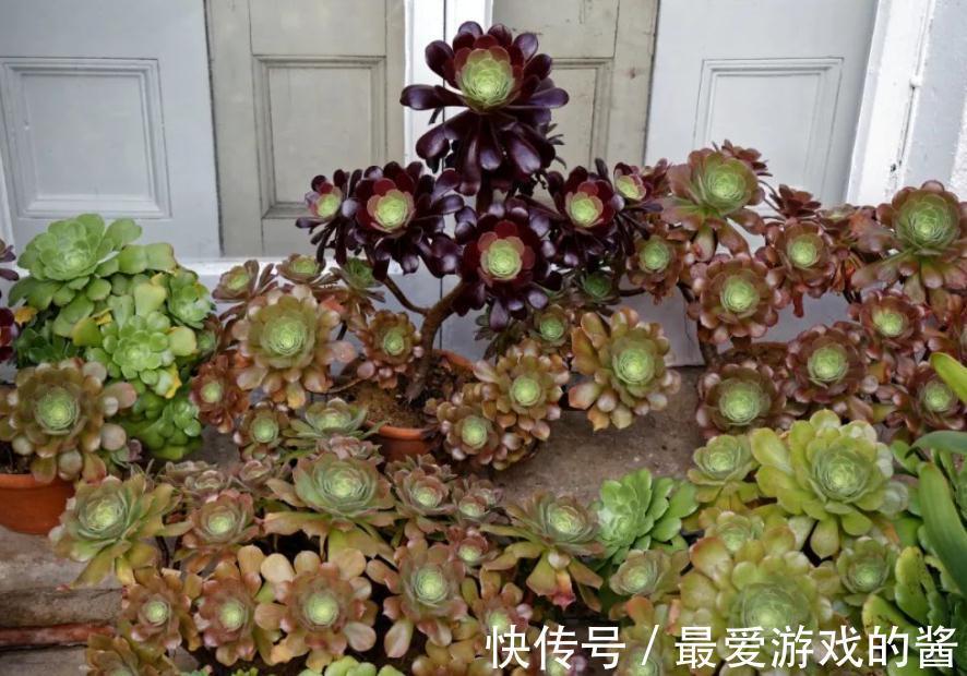 多肉盆栽养护时,秋冬多注意这4点,园艺新人也能养出好状态