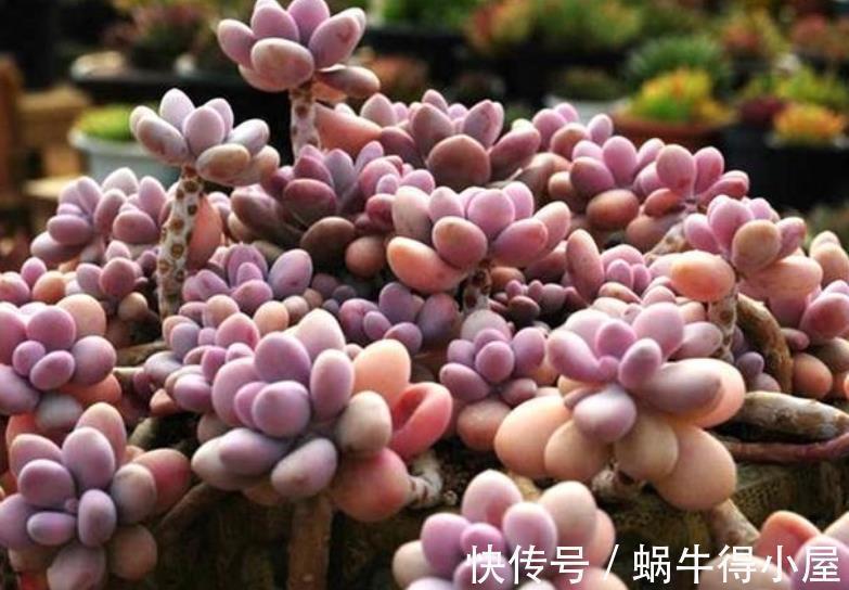 盘点6种适合秋天养的多肉,颜值高好养护,越晒越漂亮,值得拥有