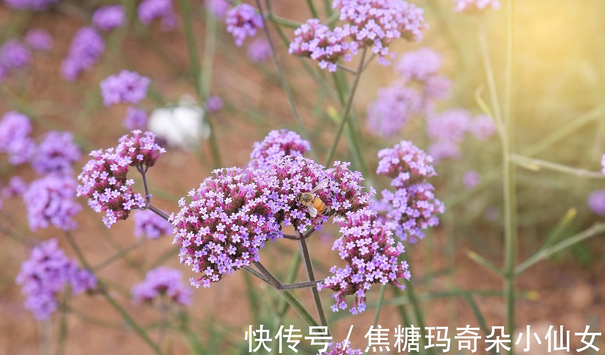 马鞭草|一种野草，为何常被插在垂危病人的床前？原来它被赋予了特殊功能