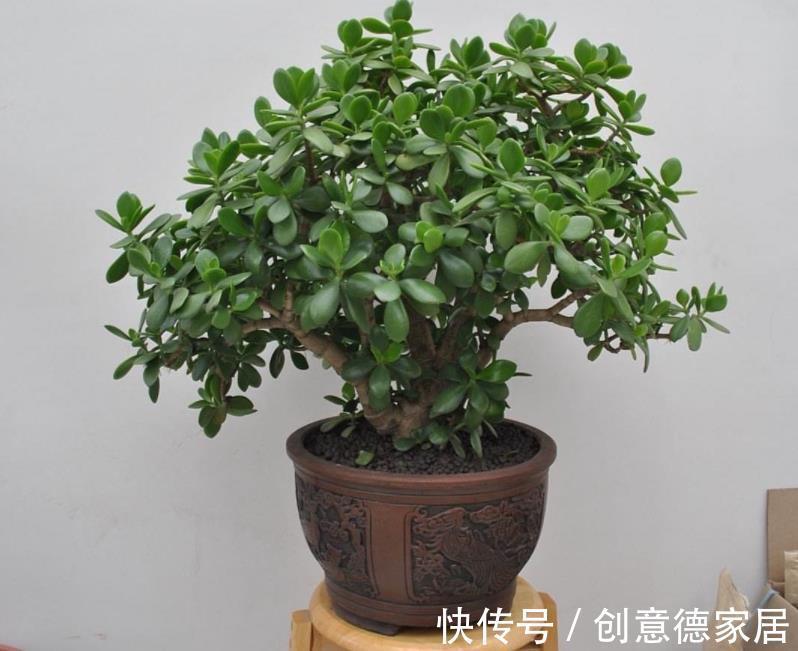 叶片|玉树枝叶疯长,杂乱没精神该怎么办?从这4方面入手改造就够了