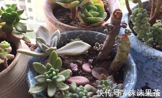 多肉植物|这4种情况要给多肉“砍头”,注意5点,1棵变2棵还带爆头效果!