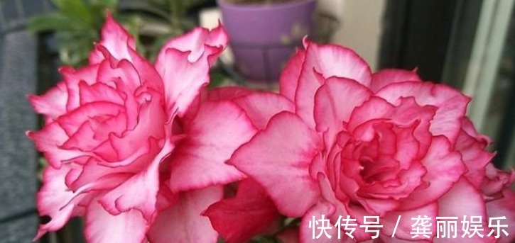 超好养的“4种花”,越不浇水越爆盆,新手懒人都喜欢,开花漂亮