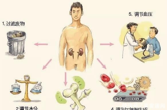 喝水越多,尿越多,肾脏的压力会变大吗?多喝水会伤到肾脏吗?