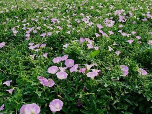 玉米田里的“惡草”,農(nóng)民見到就煩,但嫩葉卻是上佳野菜,別錯過