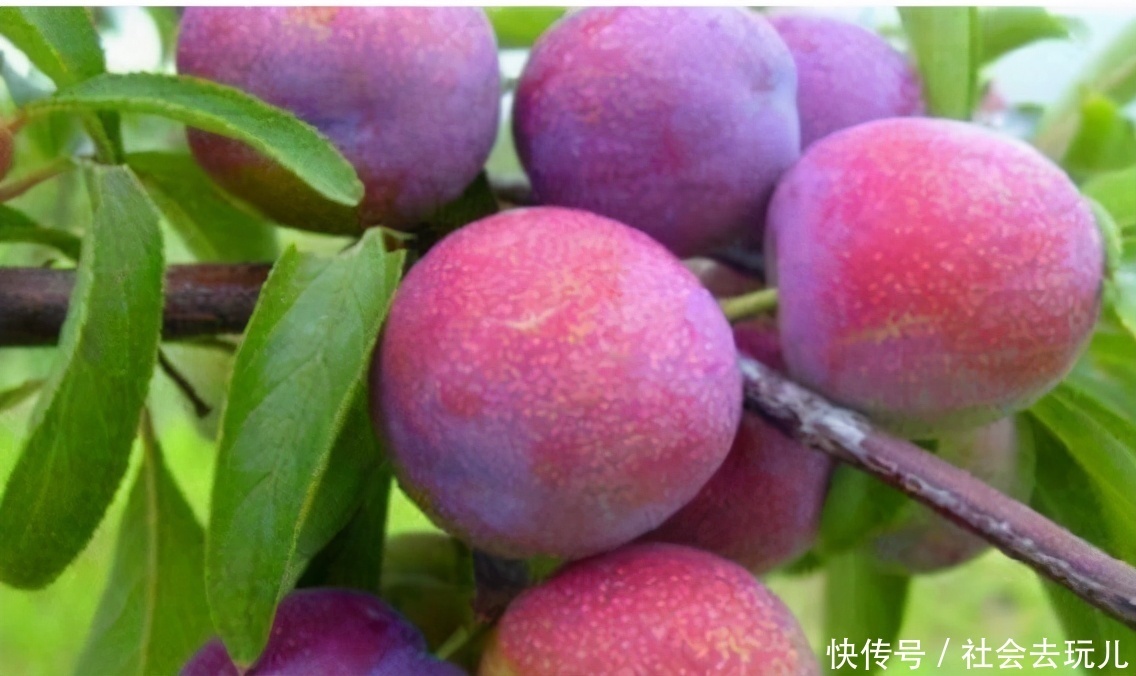 女性不妨多吃3种食物,排毒养颜、延缓衰老,身