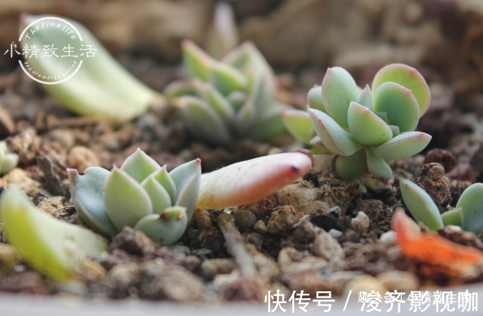 多肉叶插出芽后，遵循“4字”原则，安全过渡，保命为主