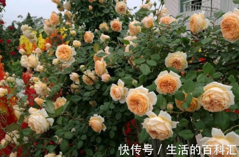 观赏价值|盘点8款经典的藤本月季，长势旺盛开花美，养一株开出花瀑布