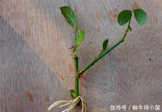 花卉|神奇的生根水，让各种半死不活的花卉瞬间长根，附生根水自制方法