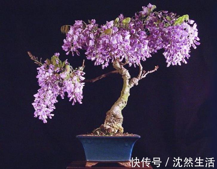 耐寒|5种花冬天再冷也不怕,年前搬进室内,过年就开花,喜庆又漂亮!