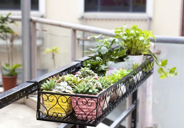 阳台|阳台养花如何搭花架?老花农是这样做的,美观也不影响花花生长