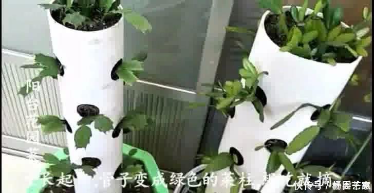 一段废管子,立体种植蟹爪兰,比嫁接的还漂亮,开起花来像瀑布