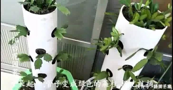  一段废管子，立体种植蟹爪兰，比嫁接的还漂亮，开起花来像瀑布