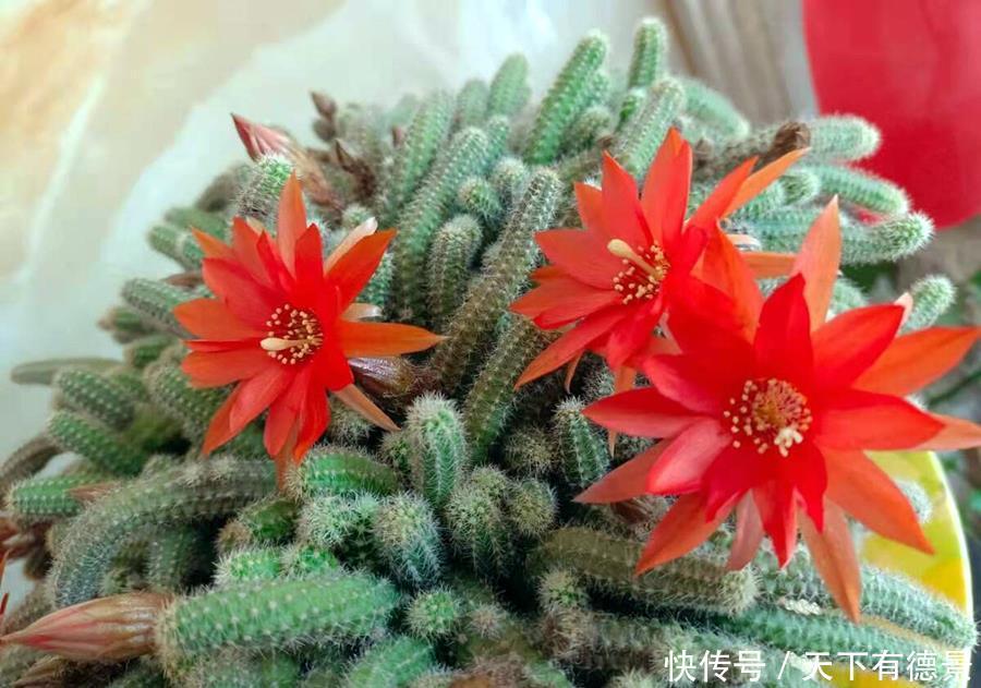 秘密|仙人球开花的秘密,学一学