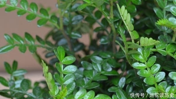 蚊子惹不起的4种花,不仅可以净化空气,还长势十分旺盛!