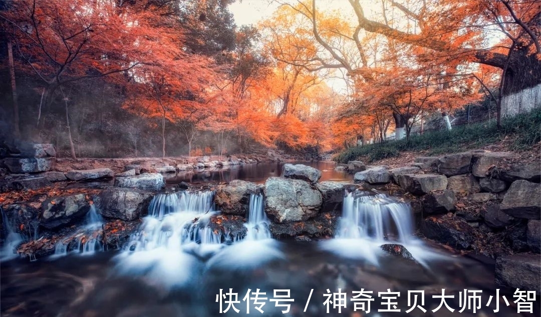 荠菜花@有没有人看,我都要开花