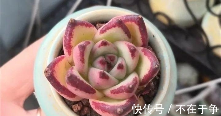 白美人|“拇指大”的花盆,被她塞了几十棵多肉,养一年都不是事!