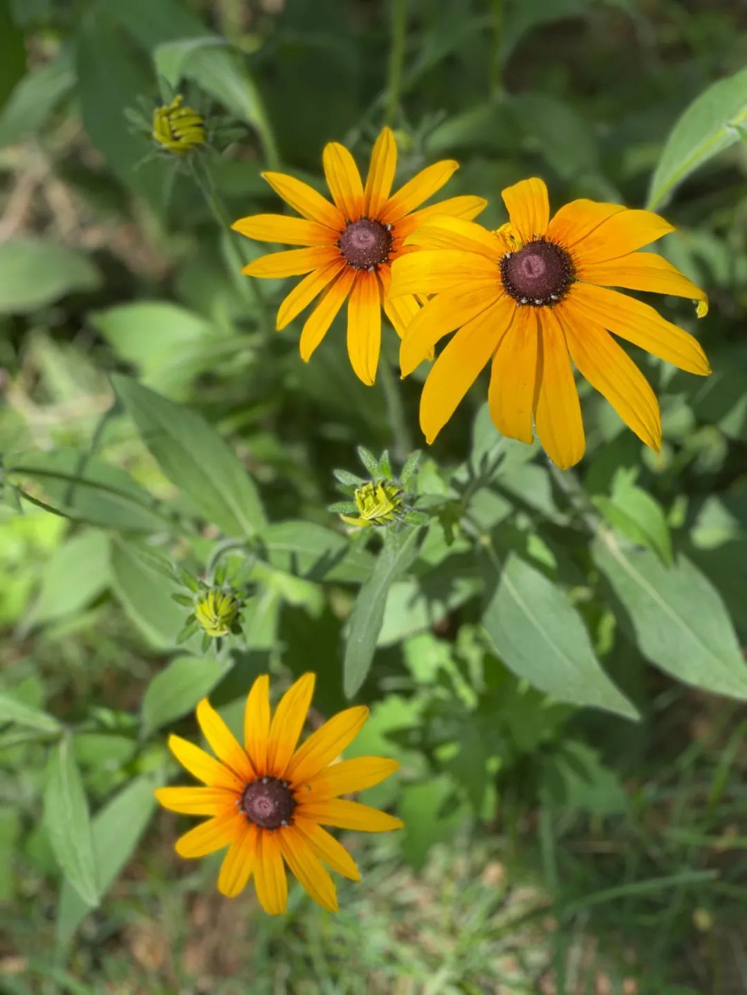 花海|必打卡！临河这些花海已盛开