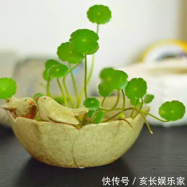 叶片圆滚滚寓意能招财，家里养一盆“铜钱草”，家里人跟着幸福