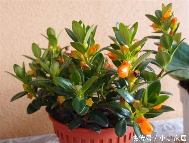 牢记|冬天养金鱼吊兰,“3喜1怕”要牢记,学会了叶子翠绿花满枝头