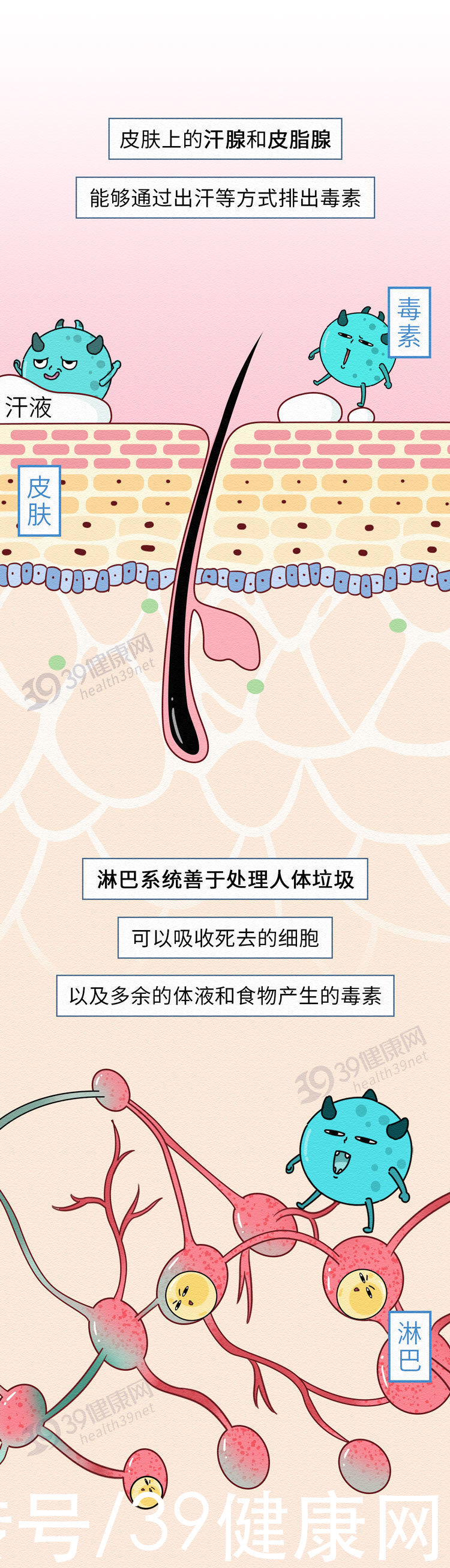 药材|中医2个药材，有效补气排毒，“体毒”没了，便秘等症状就缓解了