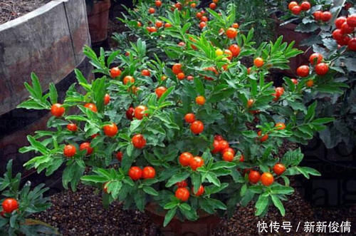 路边有一种“野果子”，初看不起眼，盆栽起来“赏果”上百天