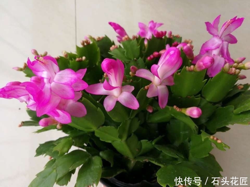 高颜值|花友评选出6种“良心”好花，价格不高、花朵都是“高颜值”