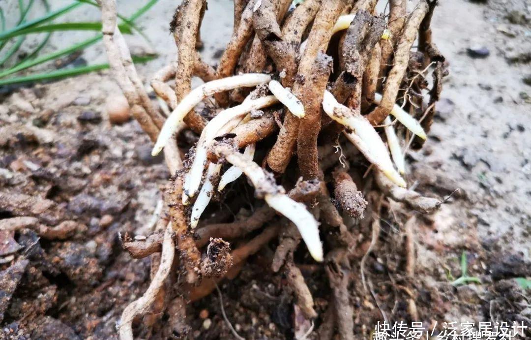 兰花快速生根有诀窍吗？兰友：照这4步操作，30天内就长新根