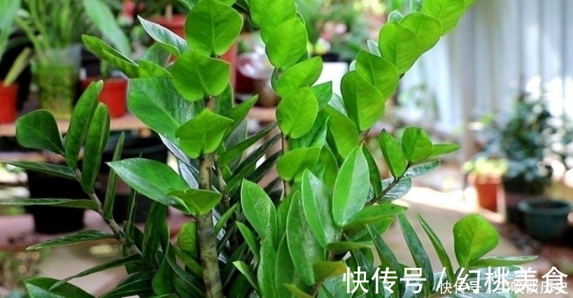 金钱树不长新芽，给它做好3个关键点，很快就能冒新芽