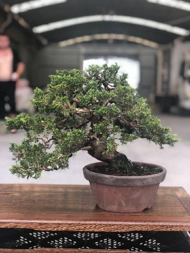 老伯|农村老伯分享的几盆真柏树盆景,盆盆都是精品,不同角度不同的美