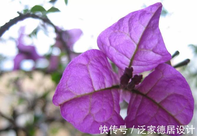 植物|此种植物是出了名的晒不死，夏天热浪对它们来说无非是挠痒痒