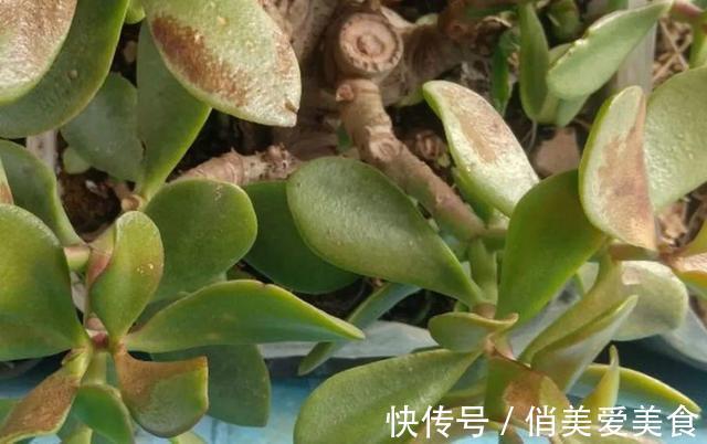 高温|10种花要控水,天热反而不能浇,一浇水就死