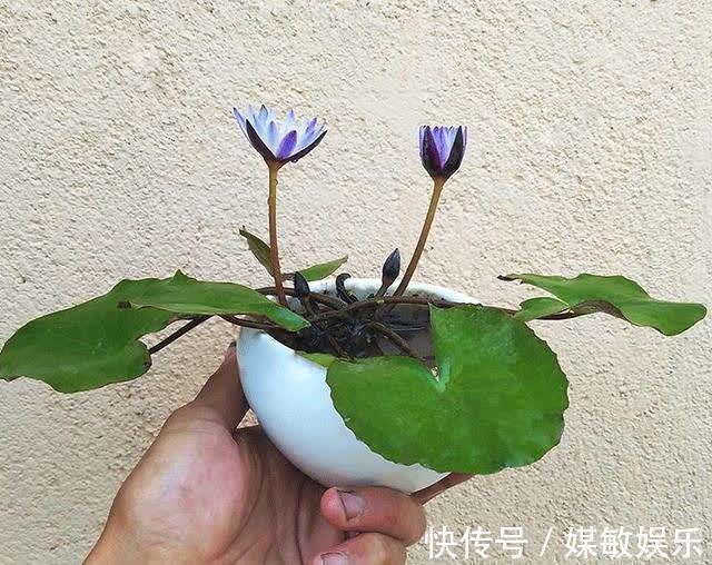4种“陷阱”花,不适合新手,花店遇到要避开,别白花买花钱