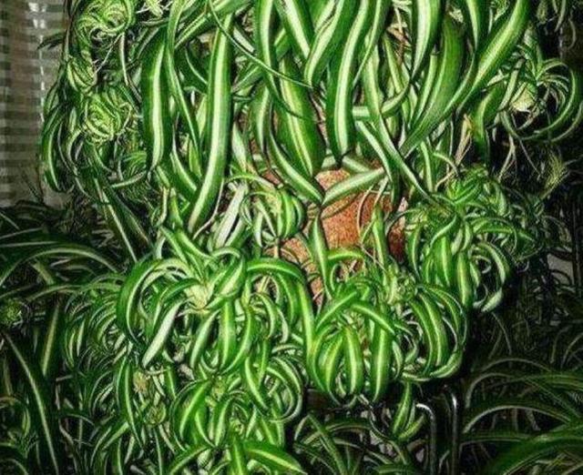 花“不旺、不绿”,浇点这种水,很快就能长爆盆!